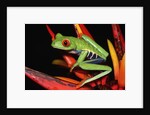 Red-Eyed Leaf Frog by Anonymous