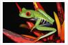 Red-Eyed Leaf Frog by Anonymous