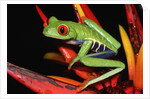 Red-Eyed Leaf Frog by Anonymous