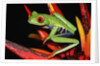Red-Eyed Leaf Frog by Anonymous