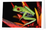 Red-Eyed Leaf Frog by Anonymous