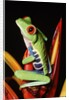 Red-Eyed Leaf Frog by Anonymous