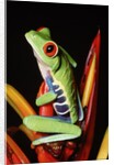 Red-Eyed Leaf Frog by Anonymous
