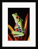 Red-Eyed Leaf Frog by Anonymous