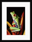 Red-Eyed Leaf Frog by Anonymous