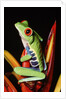 Red-Eyed Leaf Frog by Anonymous