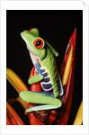 Red-Eyed Leaf Frog by Anonymous