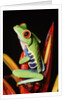 Red-Eyed Leaf Frog by Anonymous
