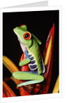 Red-Eyed Leaf Frog by Anonymous