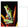 Red-Eyed Leaf Frog by Anonymous