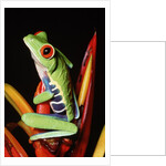 Red-Eyed Leaf Frog by Anonymous