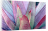 Tropical Bromeliad Leaves by Anonymous