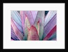 Tropical Bromeliad Leaves by Anonymous