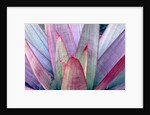 Tropical Bromeliad Leaves by Anonymous