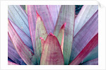 Tropical Bromeliad Leaves by Anonymous