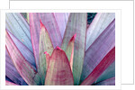 Tropical Bromeliad Leaves by Anonymous