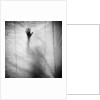 Shadow of a Hand Against Cloth by Anonymous