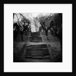 Run-Down Stairway Among Leafless Cherry Trees by Anonymous
