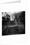 Run-Down Stairway Among Leafless Cherry Trees by Anonymous