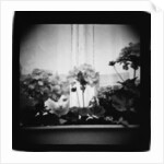 Cat in Window and Geraniums, Domesticity Annette Fournet by Corbis