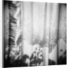 Curtain with Flower Shadow Annette Fournet by Anonymous