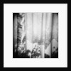 Curtain with Flower Shadow Annette Fournet by Anonymous