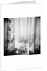 Curtain with Flower Shadow Annette Fournet by Anonymous