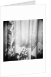 Curtain with Flower Shadow Annette Fournet by Anonymous