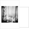 Curtain with Flower Shadow Annette Fournet by Anonymous