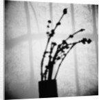 Japanese Shadow by Annette Fournet