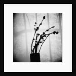 Japanese Shadow by Annette Fournet