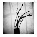 Japanese Shadow by Annette Fournet