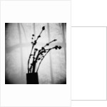 Japanese Shadow by Annette Fournet