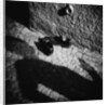 Shadow and Shoes by Annette Fournet