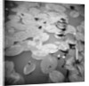 Lotus Blossoms on Pond by Annette Fournet