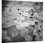 Lotus Blossoms on Pond by Annette Fournet