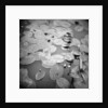 Lotus Blossoms on Pond by Annette Fournet