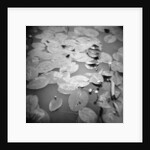 Lotus Blossoms on Pond by Annette Fournet