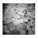 Lotus Blossoms on Pond by Annette Fournet
