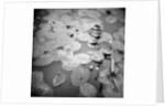 Lotus Blossoms on Pond by Annette Fournet
