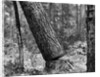 Falling Pine Tree by Anonymous