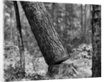 Falling Pine Tree by Anonymous