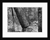 Falling Pine Tree by Anonymous