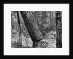 Falling Pine Tree by Anonymous