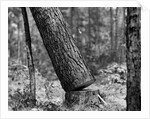 Falling Pine Tree by Anonymous
