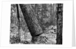 Falling Pine Tree by Anonymous