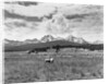 Sheep Grazing in Stanley Basin by Anonymous
