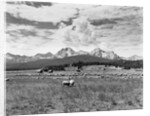 Sheep Grazing in Stanley Basin by Anonymous