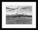 Sheep Grazing in Stanley Basin by Anonymous