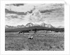 Sheep Grazing in Stanley Basin by Anonymous